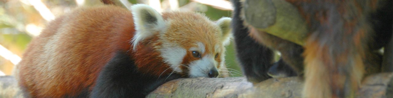 Close up animals at Dublin Zoo