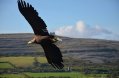 The birds of prey centre is home to many eagles, hawks and falcons such as Sika