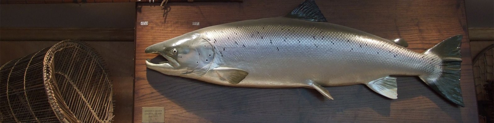 Salmon on display at The Burren Smokehouse in Clare