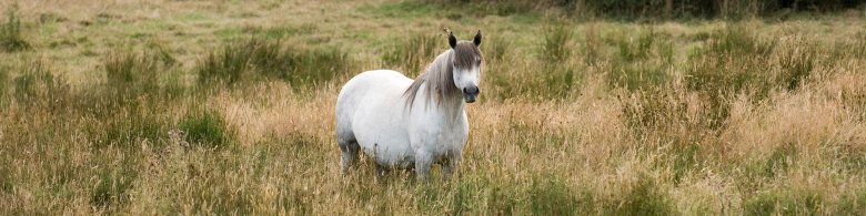 A Connemara Trekking Pony in the Field Connemara Trekking Pony in the Field