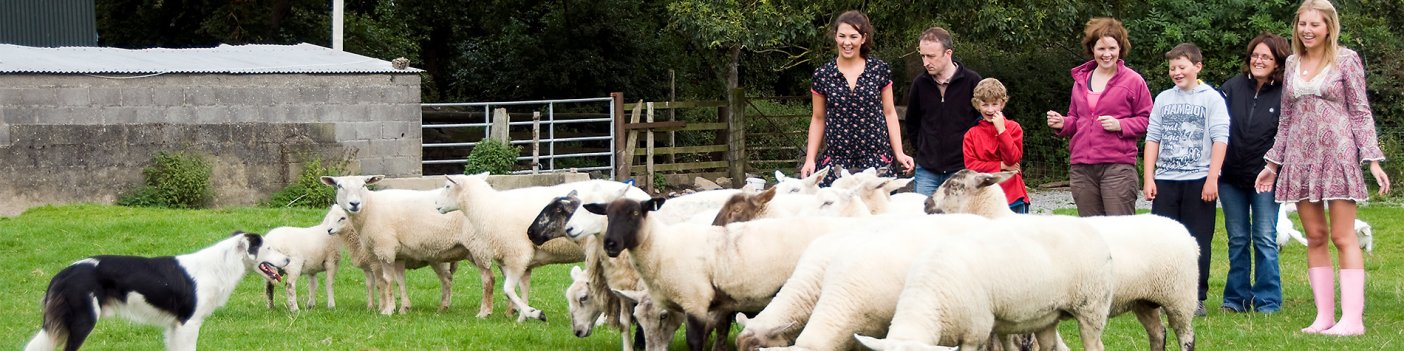 A family on a tour amongst sheep and sheepdogs