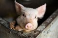 Cute little Pig peeking through his box