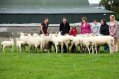 Sheep Herding at Causey Farm