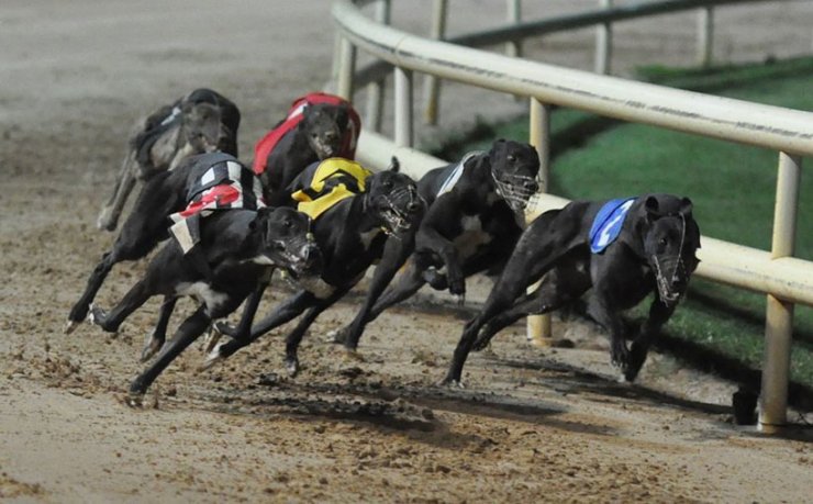 Greyhounds on the Track