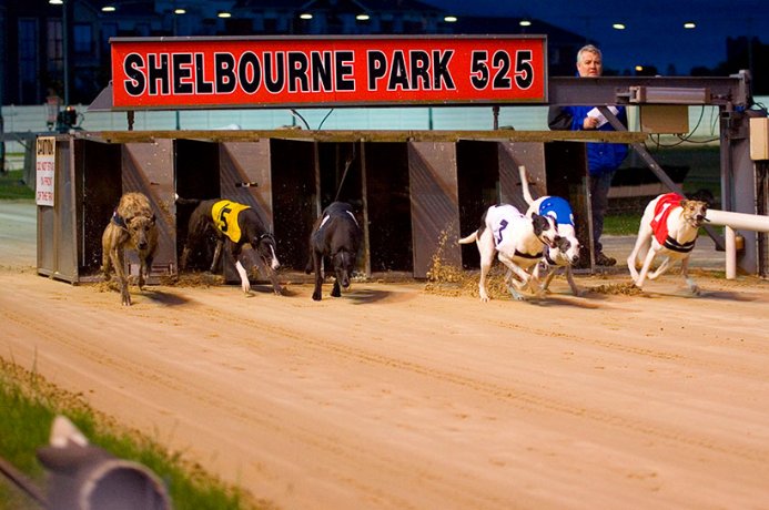 A Greyhound Race Just Starting