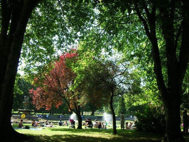 Tall trees giving generous shadow to a sunny park