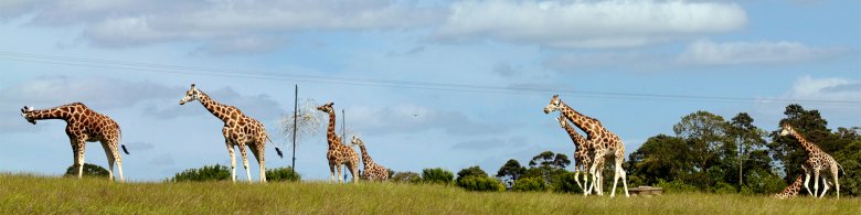 Giraffes in Their Large Enclosure
