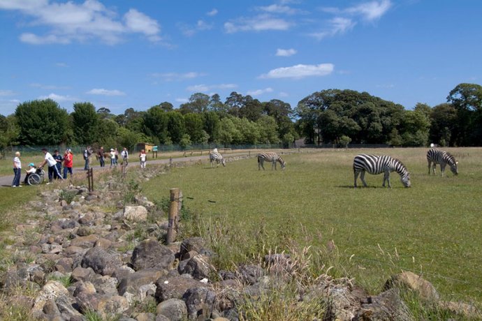 Visitors Watching Zebras grazing