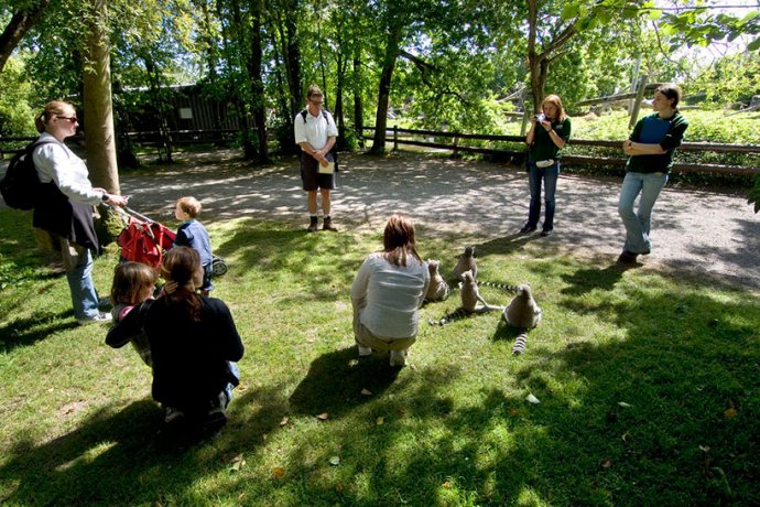 Lemurs sitting amongst a family