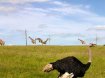 Ostrich and Giraffes sharing large fields