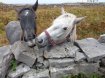 The Aran Islands feature a variety of wild and domesticated animals