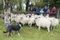 Sheep Herding Demonstration With a Dog at Glengowla Farm and Mines