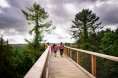 Wooden Footbridge Above the Forrest