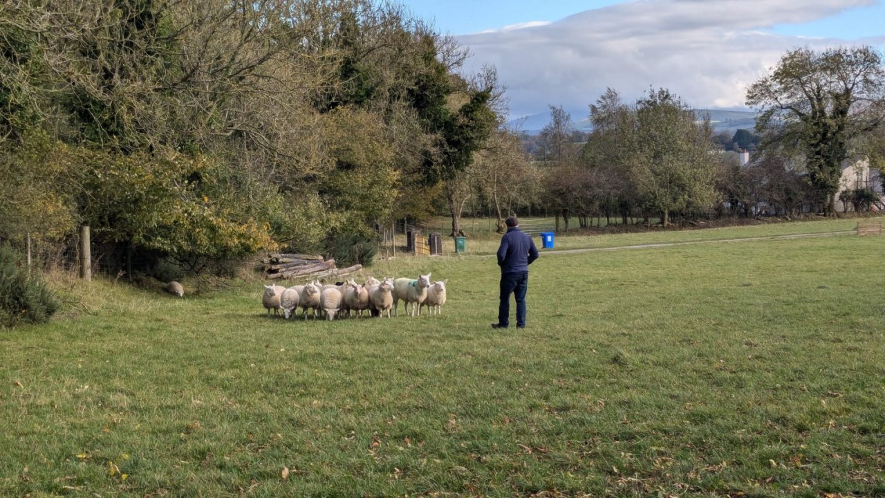 Sheep Herding Traditional  Farm with Wicklow Mountains in the Background 