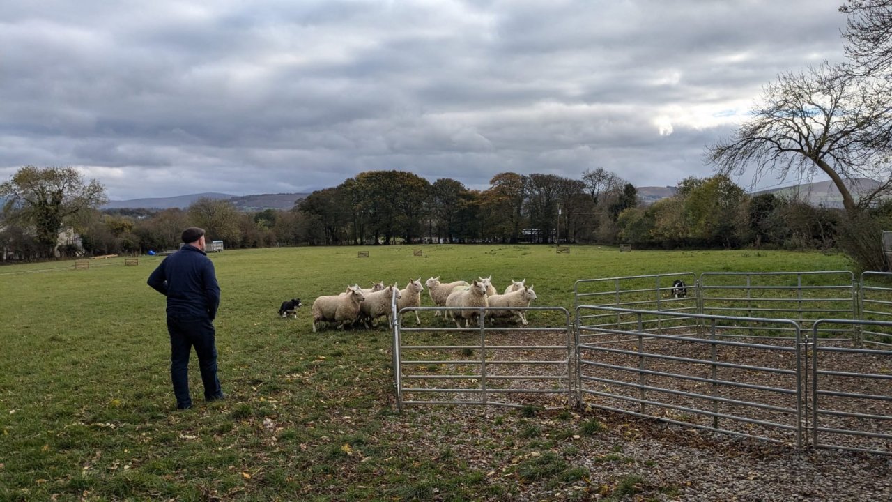 Sheep on the Farm in Kildare with Wicklow Mountains in the background  