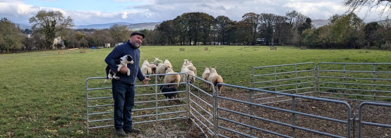 Farm Owner Demonstrating Puppies and Working Dogs with Sheep