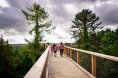 Treetop Walk Attraction for Student Groups in Wicklow in Ireland