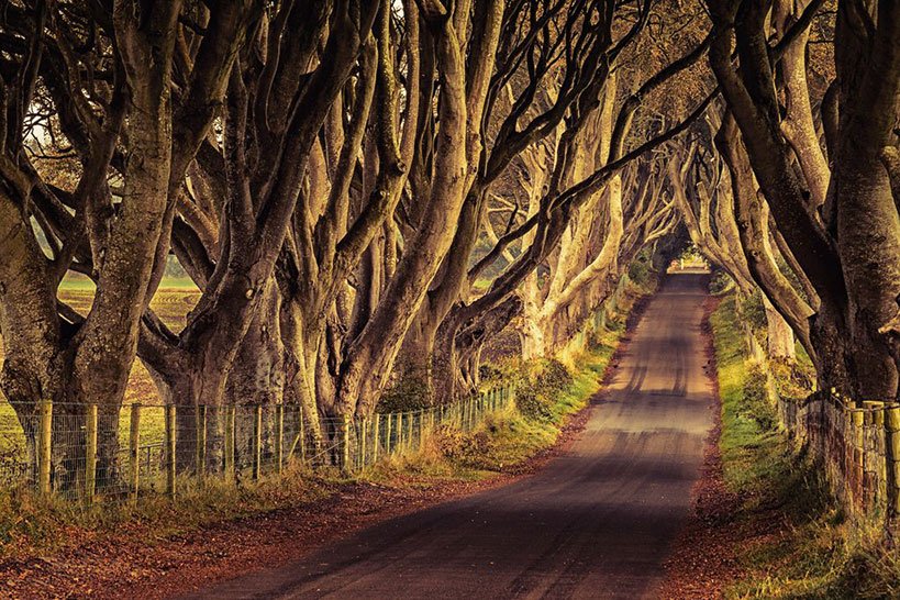 The Dark Hedges