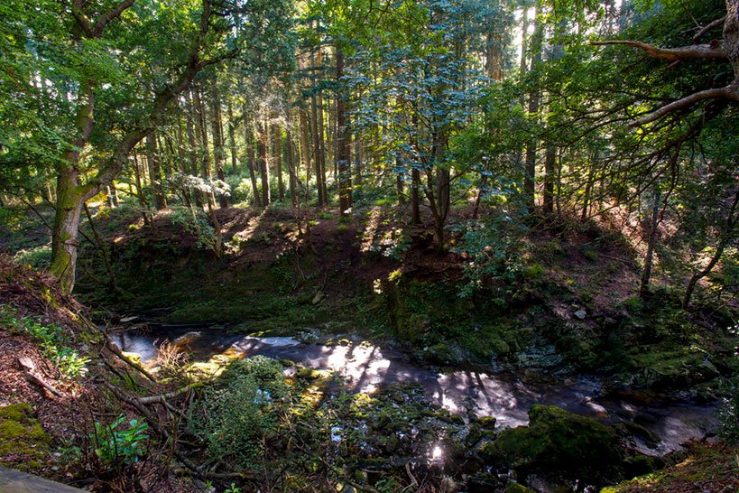 Tollymore Forest 