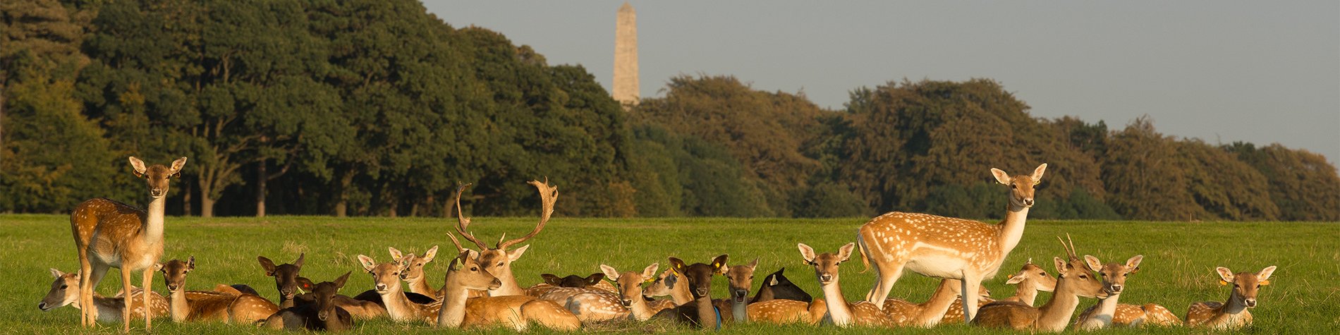 Group of Deer in Pheonix Park Dublin