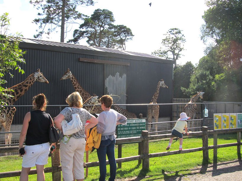 Fota Wildlife Park Daytrip From Cork