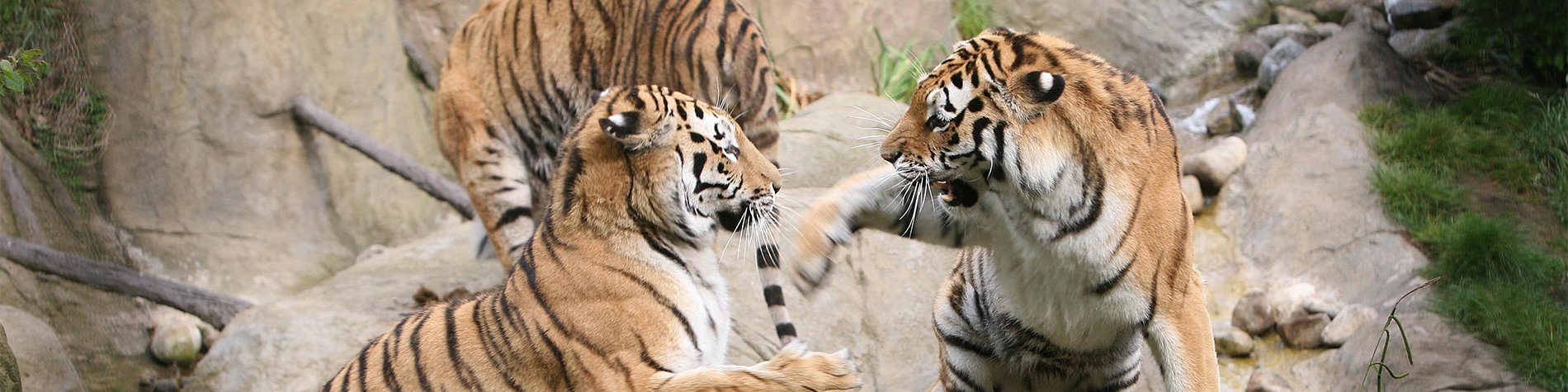 Tigers playing - 5 Things to Know About Dublin Zoo