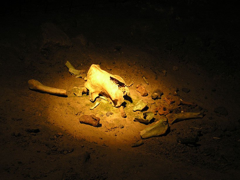 Bear Bones Found in the Ailwee Cave in the Burren