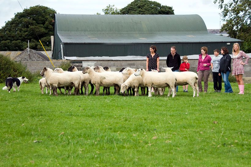 Family tour learning how to sheepherd at Causey Farm 