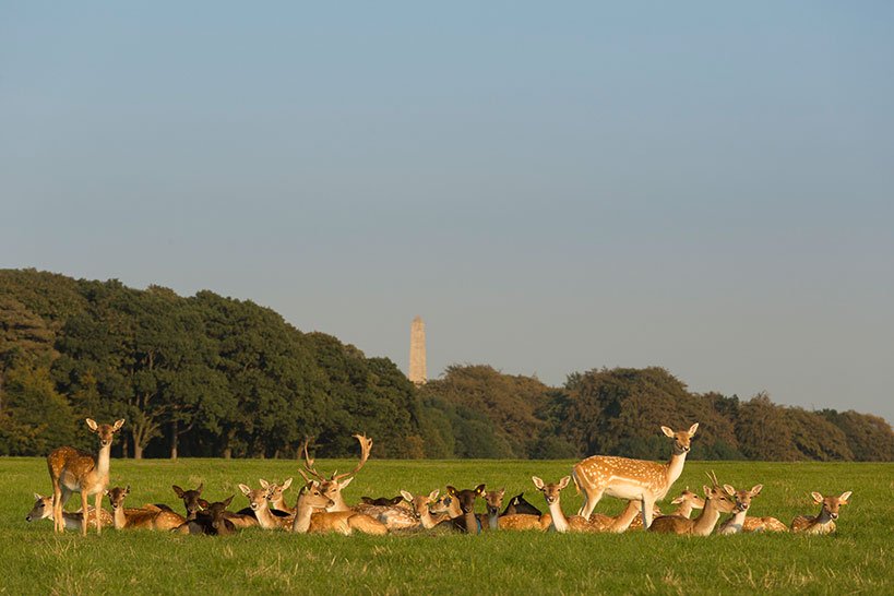 Phoenix Park Deer