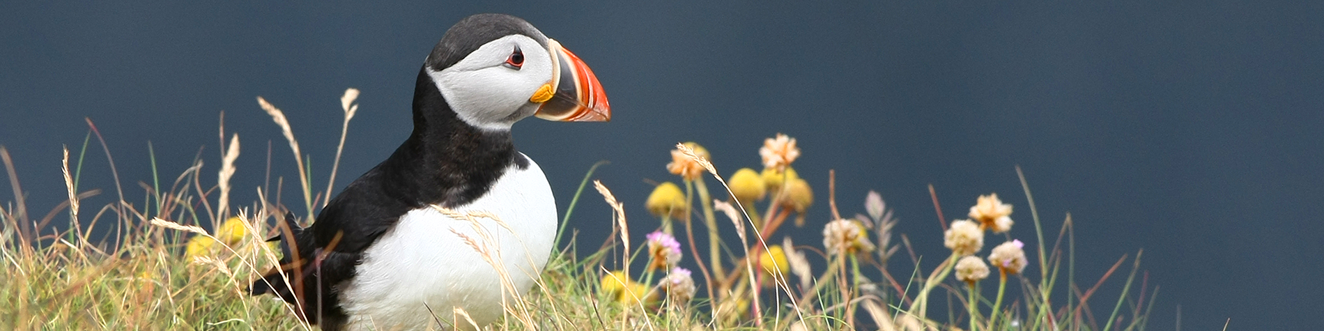 Puffin Sitting in Field with Plants