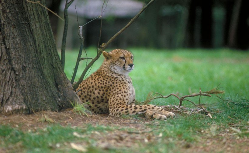 Fota Wildlife Park