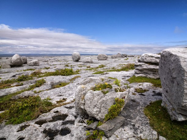 Vegetation growing between the limestone rocks outdoors in the Burren area